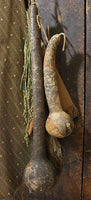 Long Handled Dipper Gourds Lit Autumn Flowers