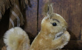 Steiff Squirrel Possy