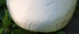 1976 PA Folk Art Swan Decoy – Signed Geo Dohner (Stick-Neck Tundra)