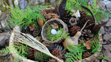 Northeastern Woodland Basket