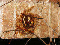 Primitive Gourd Door Hanging String Bean Garland Tree Branch Birds Nest Unique